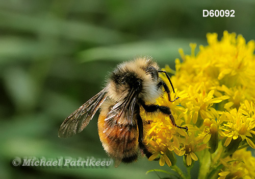 Tricolored Bumble Bee (Bombus ternaries)